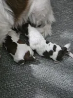 Harlow, a female Shih Tzu for sale in Goshen, IN – 2 of 2