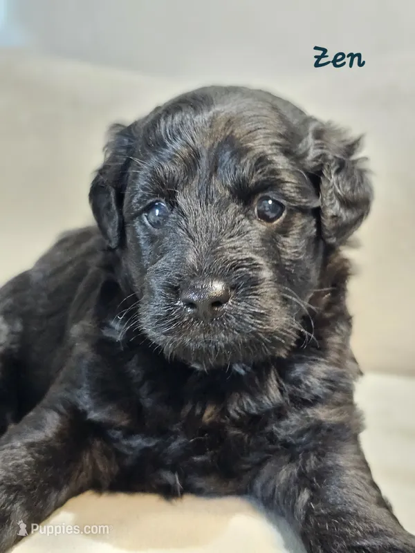 Zen – Schnoodle puppy for sale in Goshen, IN