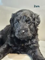 Zen, a male Schnoodle for sale in Goshen, IN – 3 of 10