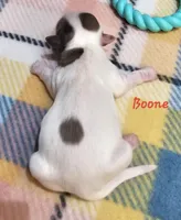 Boone, a male Shihpoo for sale in Goshen, IN – Photo 2 of 4