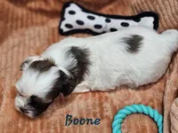 Boone, a male Shihpoo for sale in Goshen, IN – 9 of 10