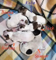 Boone, a male Shihpoo for sale in Goshen, IN – Photo 3 of 4