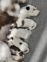 Boone, a male Shihpoo for sale in Goshen, IN – Photo 4 of 4