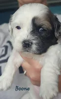 Boone, a male Shihpoo for sale in Goshen, IN – 7 of 10