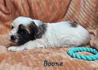 Boone, a male Shihpoo for sale in Goshen, IN – 10 of 10