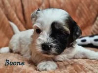 Boone, a male Shihpoo for sale in Goshen, IN – 8 of 10