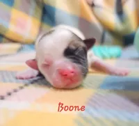 Boone, a male Shihpoo for sale in Goshen, IN – Photo 1 of 4