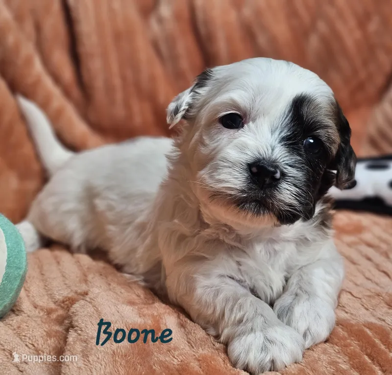 Boone – Shihpoo puppy for sale in Goshen, IN