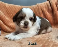 Jack, a male Shihpoo for sale in Goshen, IN – 1 of 10