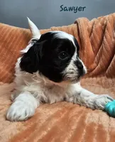 Sawyer, a male Shihpoo for sale in Goshen, IN – 2 of 10