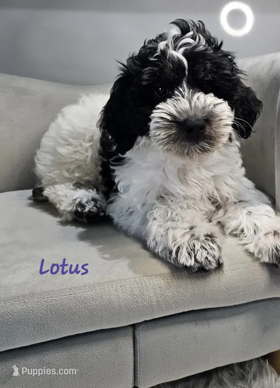 Lotus *Reduced* – Schnoodle puppy for sale in Goshen, IN