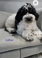 Lotus *Labor Day Sale*, a female Schnoodle for sale in Goshen, IN – 1 of 10