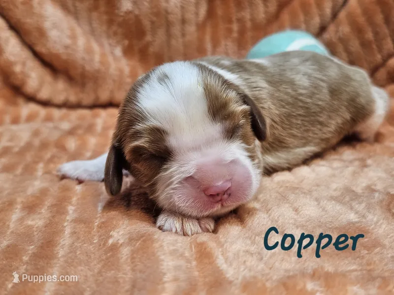 Copper – Cavalier King Charles Spaniel puppy for sale in Goshen, IN
