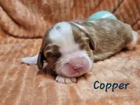 Copper, a male Cavalier King Charles Spaniel for sale in Goshen, IN – 1 of 8
