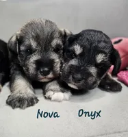 Onyx, a female Miniature Schnauzer for sale in Goshen, IN – 6 of 6