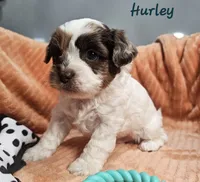 Hurley, a male Shihpoo for sale in Goshen, IN – 2 of 10