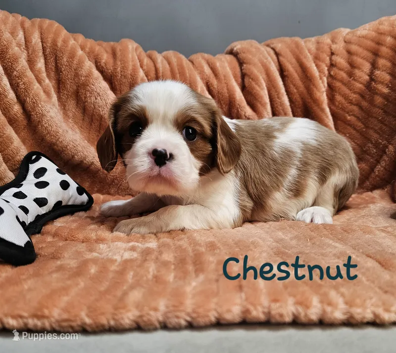 Chestnut – Cavalier King Charles Spaniel puppy for sale in Goshen, IN