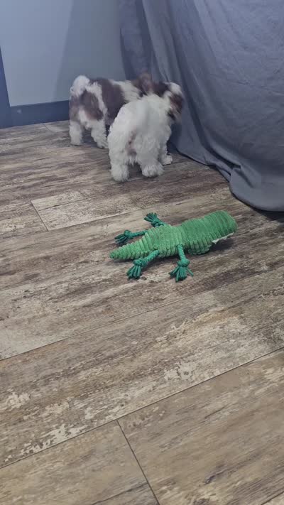 Hurley, a male Shihpoo for sale in Goshen, IN – 10 of 10