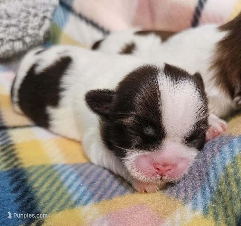 Harlow – Shih Tzu puppy for sale in Goshen, IN