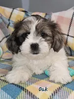 Oak, a male Shih Tzu and Miniature Dachshund for sale in Goshen, IN – Photo 1 of 8