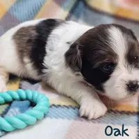Oak, a male Shih Tzu and Miniature Dachshund for sale in Goshen, IN – Photo 6 of 10