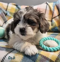 Oak, a male Shih Tzu and Miniature Dachshund for sale in Goshen, IN – Photo 3 of 8