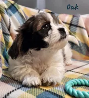 Oak, a male Shih Tzu and Miniature Dachshund for sale in Goshen, IN – Photo 4 of 8