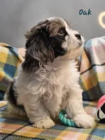 Oak, a male Shih Tzu and Miniature Dachshund for sale in Goshen, IN – Photo 2 of 8