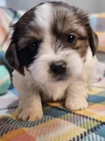 Oak, a male Shih Tzu and Miniature Dachshund for sale in Goshen, IN – Photo 3 of 10