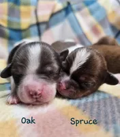 Oak, a male Shih Tzu and Miniature Dachshund for sale in Goshen, IN – Photo 5 of 6