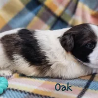 Oak, a male Shih Tzu and Miniature Dachshund for sale in Goshen, IN – Photo 9 of 10