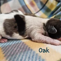 Oak, a male Shih Tzu and Miniature Dachshund for sale in Goshen, IN – Photo 8 of 10