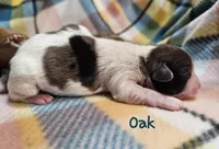 Oak, a male Shih Tzu and Miniature Dachshund for sale in Goshen, IN – Photo 6 of 6