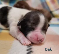 Oak, a male Shih Tzu and Miniature Dachshund for sale in Goshen, IN – Photo 4 of 6