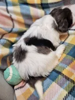 Oak, a male Shih Tzu and Miniature Dachshund for sale in Goshen, IN – Photo 4 of 10