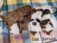 Oak, a male Shih Tzu and Miniature Dachshund for sale in Goshen, IN – Photo 3 of 6