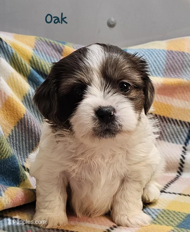 Oak – Shih Tzu, Miniature Dachshund puppy for sale in Goshen, IN
