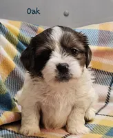 Oak, a male Shih Tzu and Miniature Dachshund for sale in Goshen, IN – Photo 1 of 10