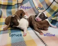 Oak, a male Shih Tzu and Miniature Dachshund for sale in Goshen, IN – Photo 2 of 6