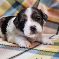 Oak, a male Shih Tzu and Miniature Dachshund for sale in Goshen, IN – Photo 5 of 10
