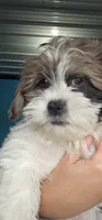 Oak *REDUCED, a male Shih Tzu and Miniature Dachshund for sale in Goshen, IN – 2 of 10