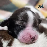 Oak, a male Shih Tzu and Miniature Dachshund for sale in Goshen, IN – Photo 10 of 10