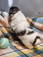 Oak, a male Shih Tzu and Miniature Dachshund for sale in Goshen, IN – Photo 2 of 10