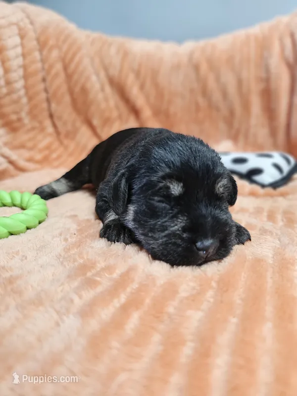 Jett – Miniature Schnauzer puppy for sale in Goshen, IN