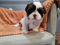 Harlow, a female Shih Tzu for sale in Goshen, IN – 4 of 10