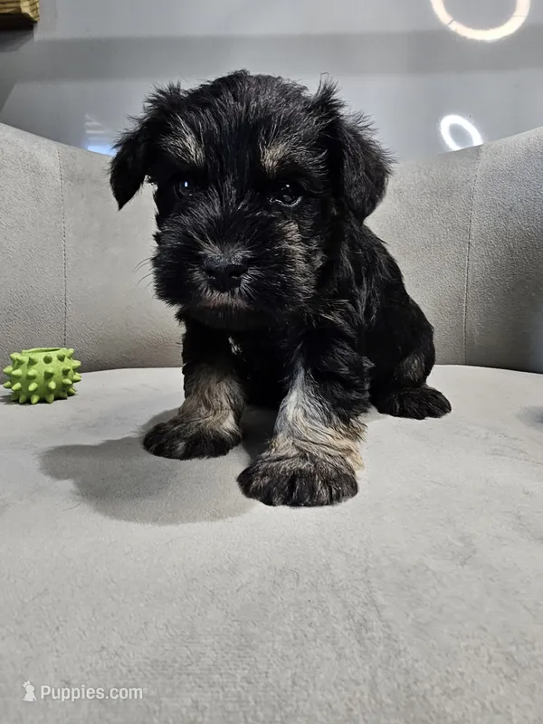 Jett – Miniature Schnauzer puppy for sale in Goshen, IN