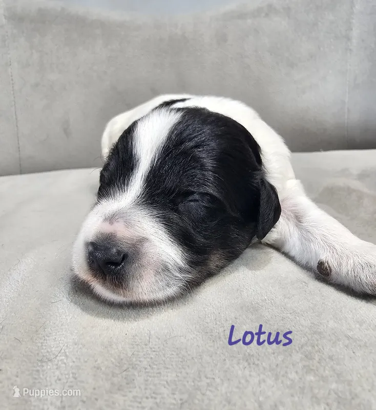 Lotus – Schnoodle puppy for sale in Goshen, IN