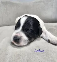 Lotus, a female Schnoodle for sale in Goshen, IN – 5 of 10