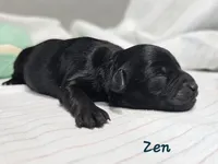 Zen, a male Schnoodle for sale in Goshen, IN – 3 of 6