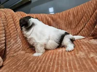 Harlow, a female Shih Tzu for sale in Goshen, IN – 3 of 10